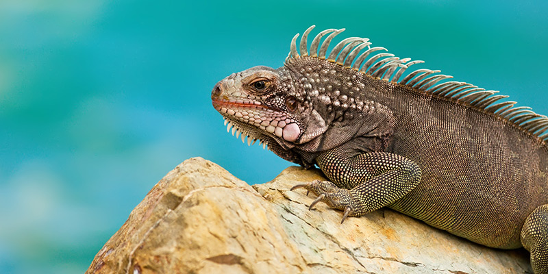 BVI Itineraries North Sound Leverick Bay Iguana