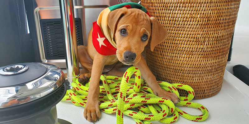 Cocoa Salty Paws Crew