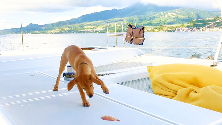 Cocoa Salty Paws Versus The Leaf