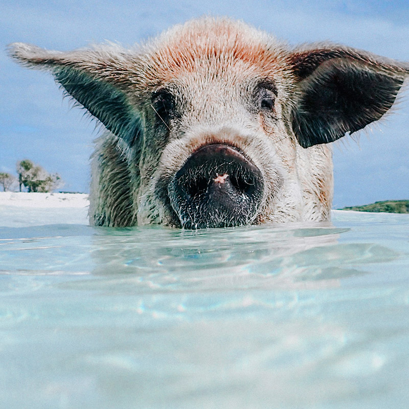 Swimming Pigs of Majors Cay | The Exumas | Bahamas