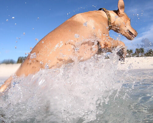 Dogs on Deck - Cocoa Salty Paws