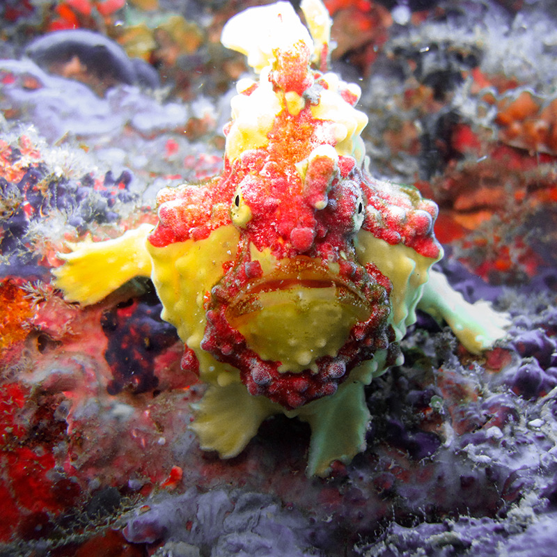 CruiseNautic - Frogfish
