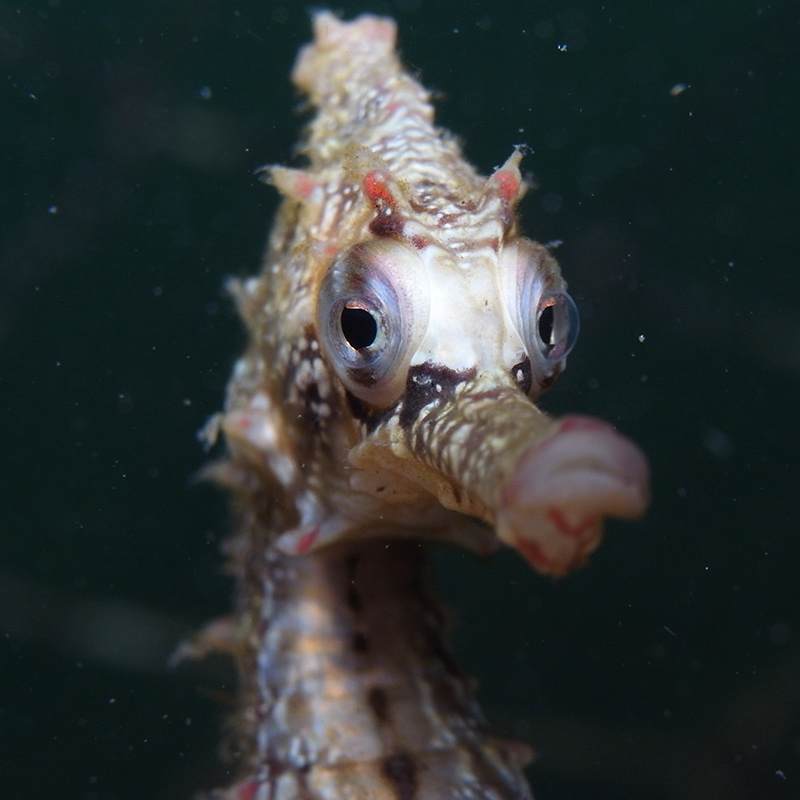 CruiseNautic - Seahorse