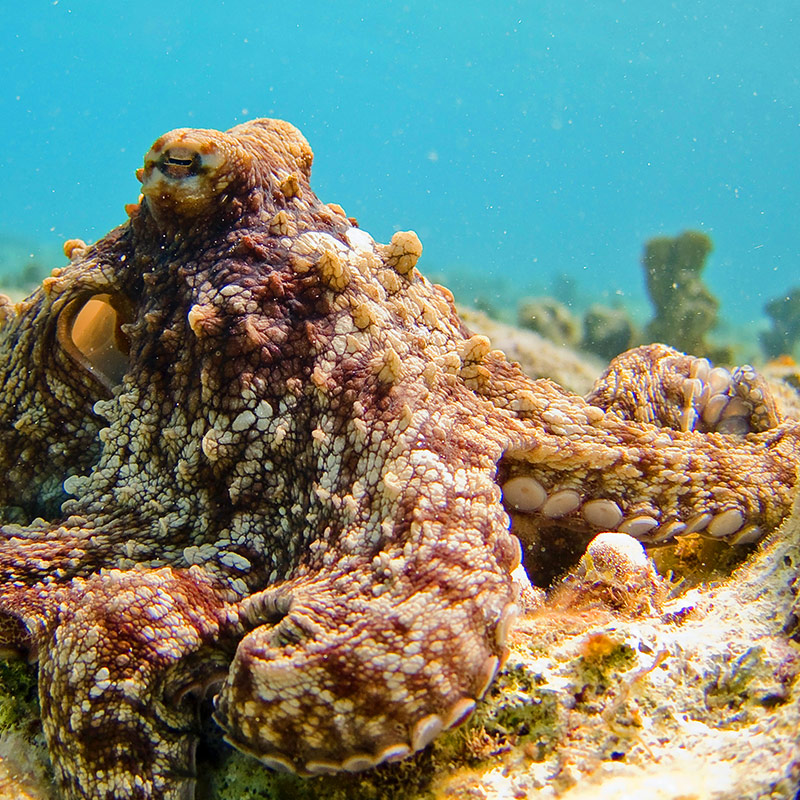 Camouflaged Octopus